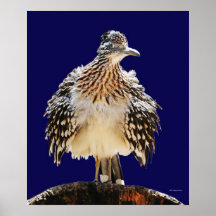 A Fluffy Roadrunner Poster