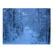 A Forest in Winter Post Card