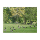 A Gaggle of Geese Postcards