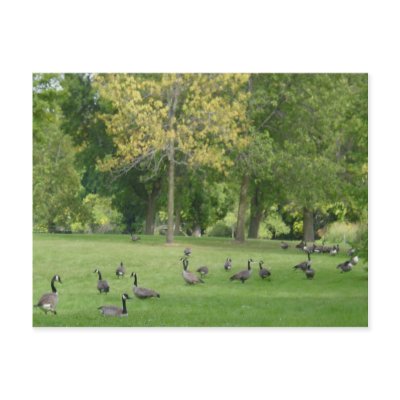 A Gaggle of Geese Postcards by archemedes