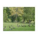 A Gaggle of Geese postcards