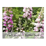 A garden full of Foxgloves Post Card