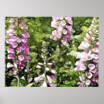 A garden full of Foxgloves Posters