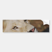 A gentle lion bumper stickers