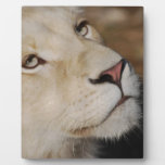 A gentle lion display plaque