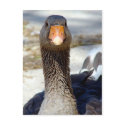 A Goose in the Park postcards
