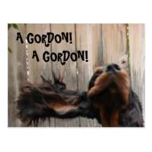 A GORDON! A GORDON!, Gordon Setter Postcard