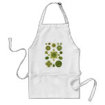 A Green Algae Aprons
