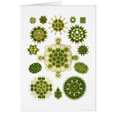 A Green Algae Greeting Cards by Ernst_Haeckel