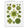 A Green Algae Greeting Cards