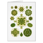 A Green Algae cards