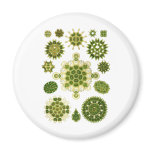 A Green Algae Refrigerator Magnets