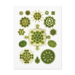 A Green Algae Postcards