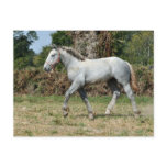 A grey Percheron foal in France