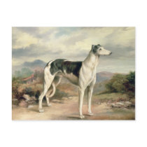 A Greyhound in a hilly landscape Postcard