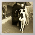 a greyhound with three legs posters