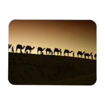 A group of camel herders with their camels at rectangular magnet