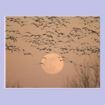 A group of migratory snow geese, Grus postcards