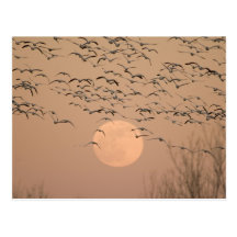 A group of migratory snow geese, Grus Post Card