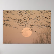 A group of migratory snow geese, Grus Posters