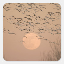 A group of migratory snow geese, Grus Square Stickers