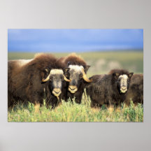 A group of muskoxen browse on willow shrubs on print