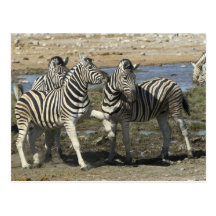 A group of Plains Zebra (Equus qagga) greet each Postcard