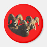 A Group of Rams Magnet