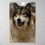 A Happy Wolf Print