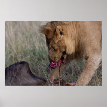 A Heartful Lion Print