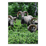 A Herd of Rams Card
