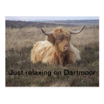 A highland cow relaxing on Dartmoor Post Card