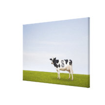 A Holstein Dairy cow with spots in the shape of Stretched Canvas Print