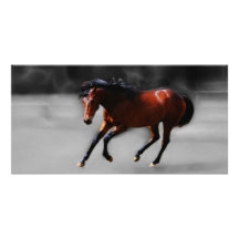 A horse called Riboking Personalized Photo Card