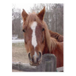 A Horse Of Course Post Cards