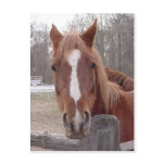 A Horse Of Course Post Cards