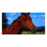 A horse standing proud photo card