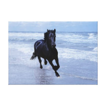 A horse wild and free stretched canvas print
