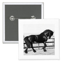 A horses humility pinback buttons