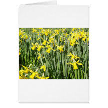 A host of golden daffodils card