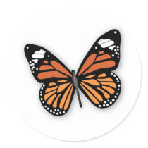 A Jewelled Monarch Butterfly