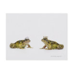 a king and queen frog looking at each other postcard