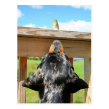 a little birdie told me postcard