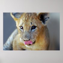 A little lions hungry print