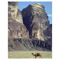 A lonely camel, Wadi Rum Desert, Jordan Desert Flyer Design