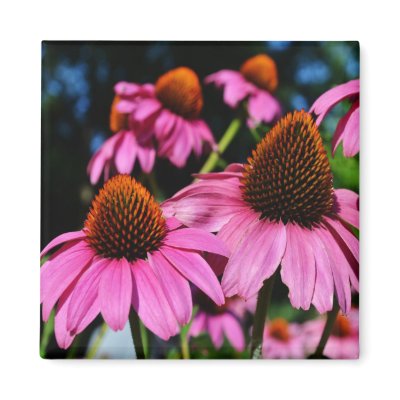 A lot of Coneflowers Magnet by WhiteOaksPhotos