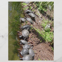 A lot of Turtles Custom Flyer