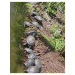 A lot of Turtles flyers