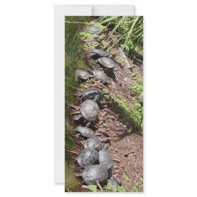 A lot of Turtles Custom Rack Cards by digitalshirts