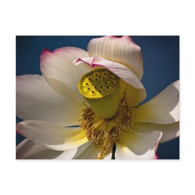 A Lotus Blossom Postcard by witticisms